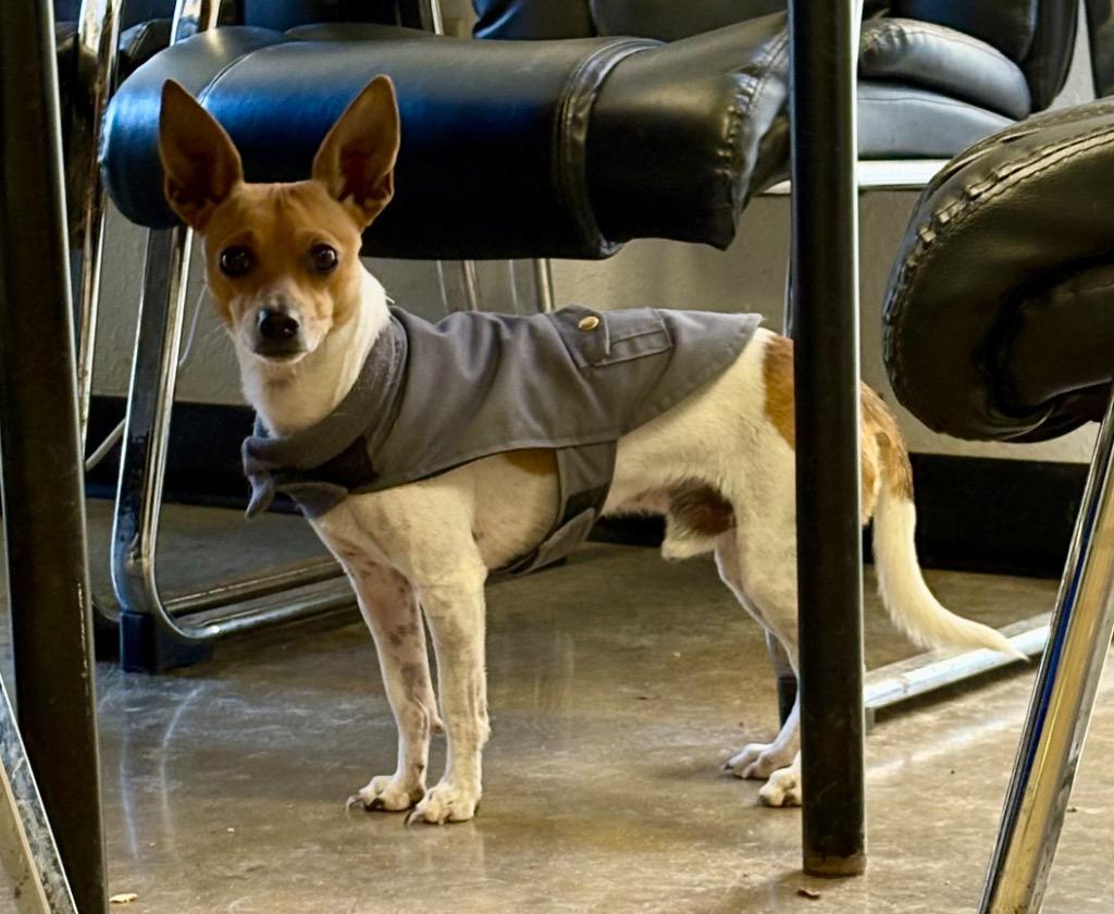 Mario, Adoptable, Adult Male Chihuahua & Mixed Breed.