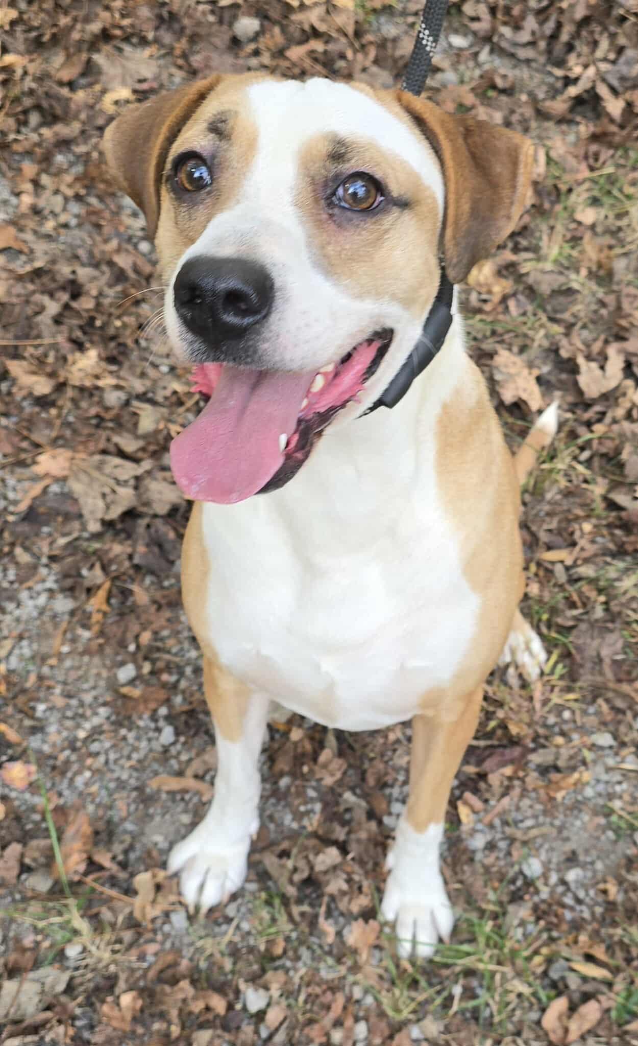 Toby *foster needed*