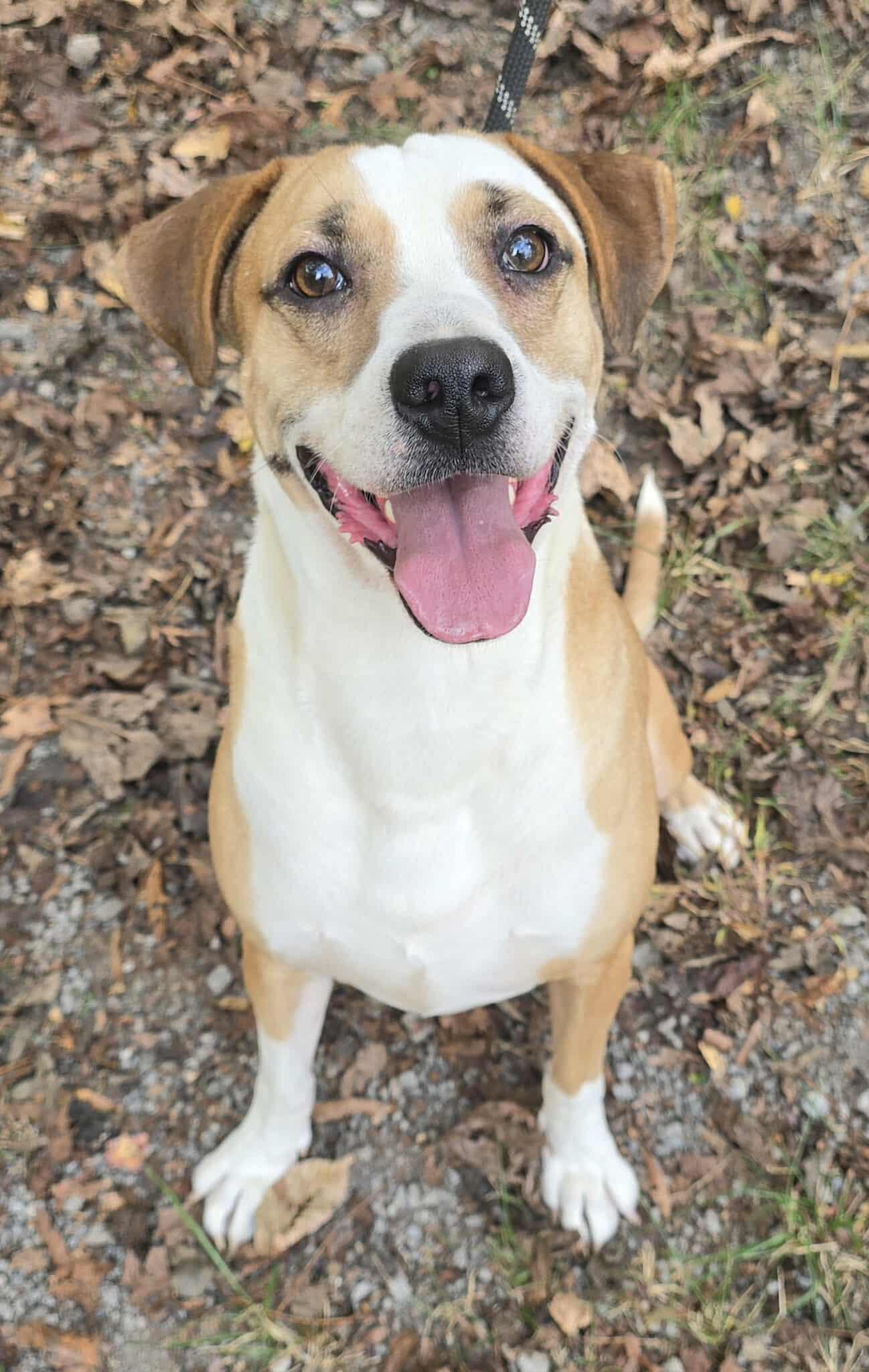 Toby *foster needed*