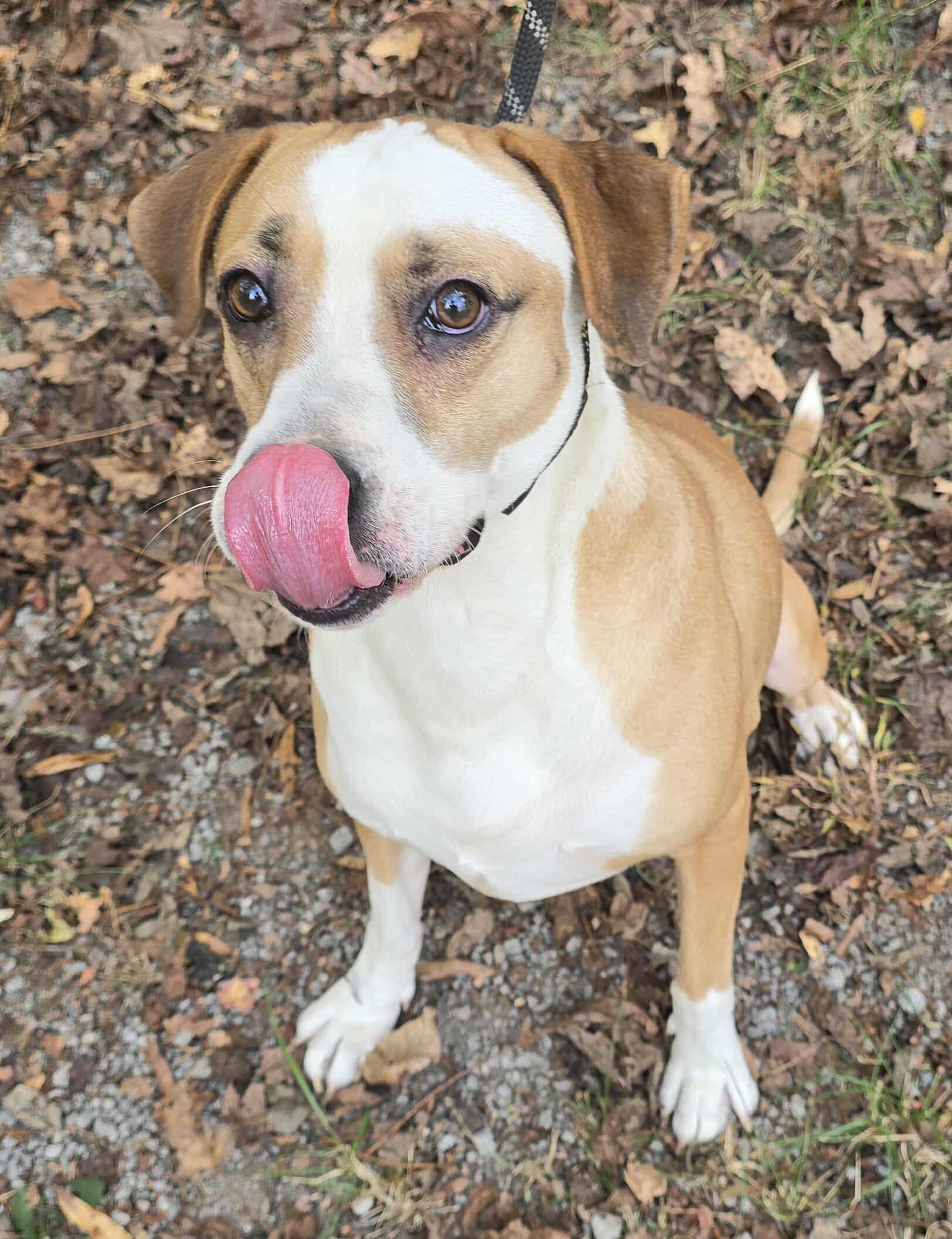 Toby *foster needed*