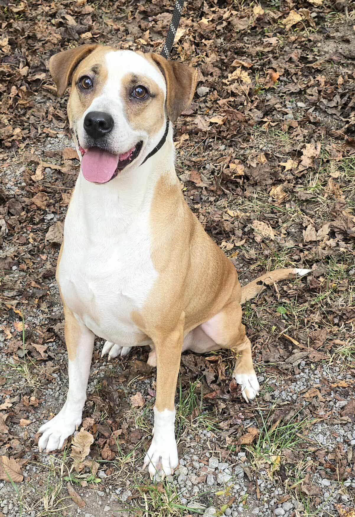 Toby *foster needed*