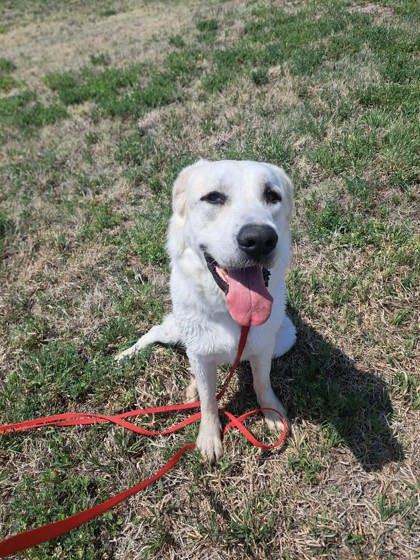 Celeste, a Adoptable mixed breed in McCook, NE image 1/3