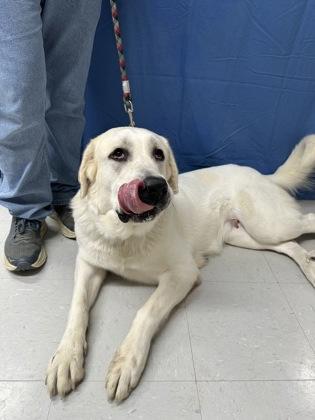 Enlarge Celeste, a Adoptable mixed breed in McCook, NE image 1/3