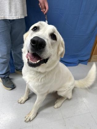 Celeste, a Adoptable mixed breed in McCook, NE image 2/3
