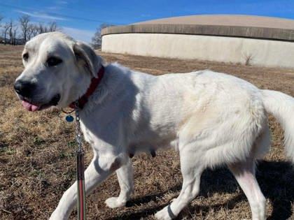 Enlarge Celeste, a Adoptable mixed breed in McCook, NE image 1/3