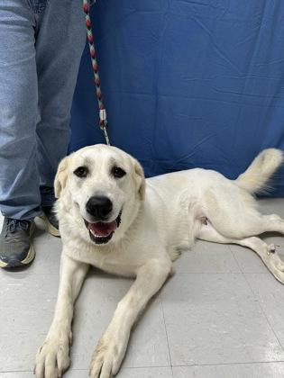 Celeste, a Adoptable mixed breed in McCook, NE image 3/3