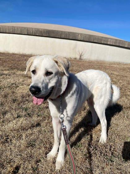 Enlarge Celeste, a Adoptable mixed breed in McCook, NE image 2/3