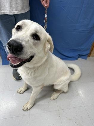 Enlarge Celeste, a Adoptable mixed breed in McCook, NE image 2/3