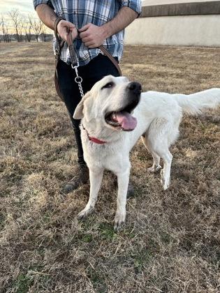 Celeste, Adoptable, Adult Female Great Pyrenees & Mixed Breed.