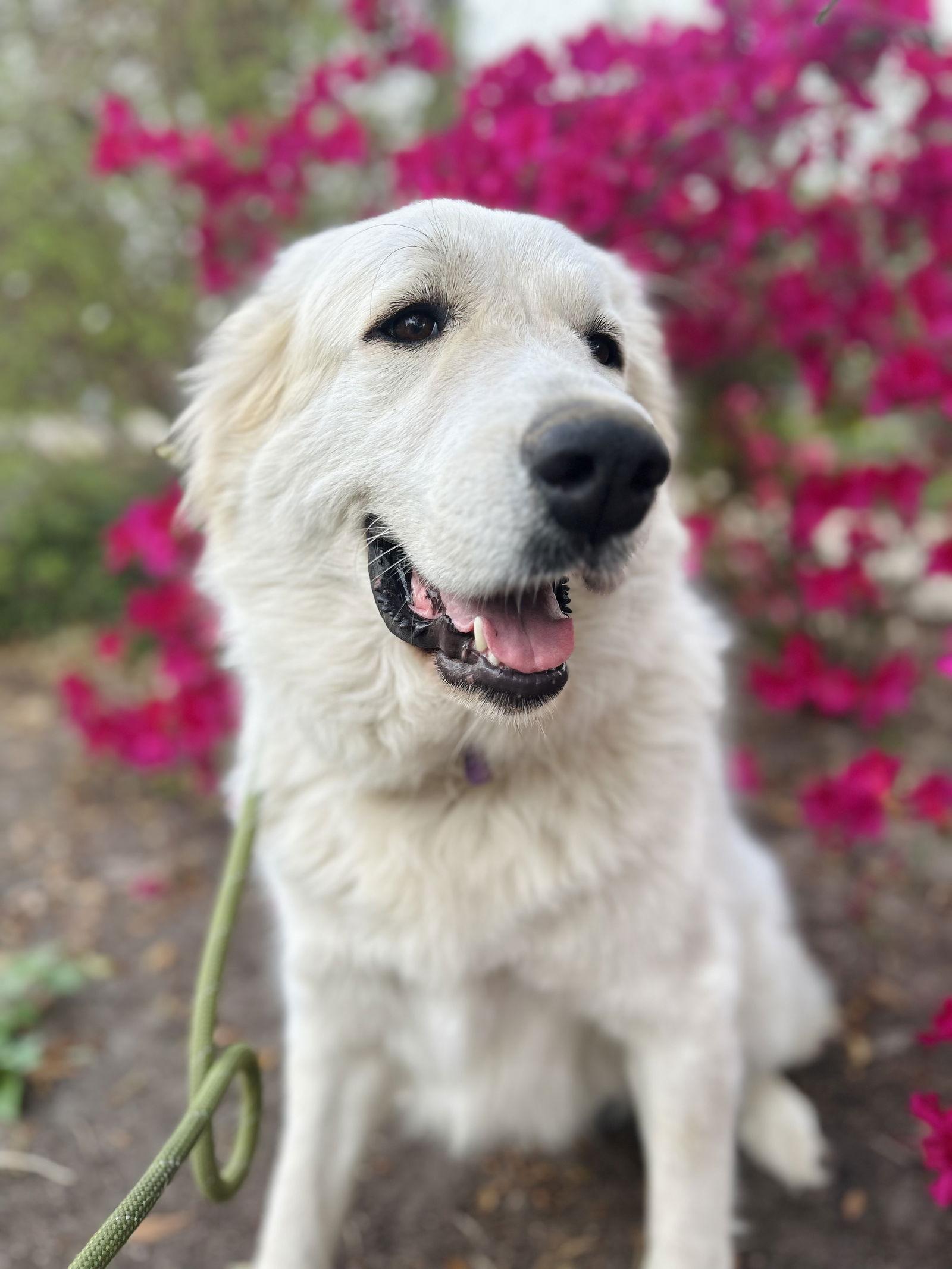 Enlarge Ladie, a Adoptable Great Pyrenees in Madison, WI image 2/6