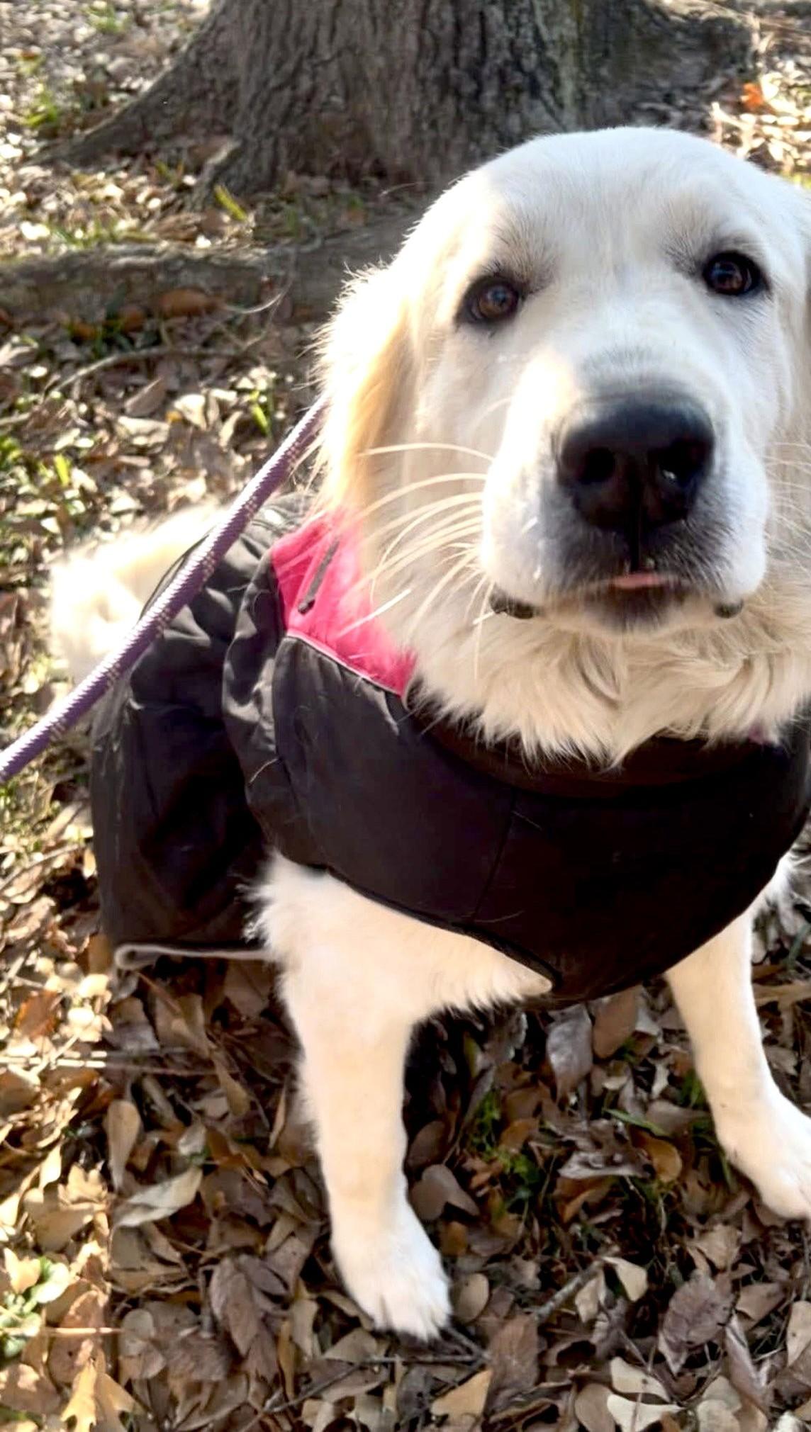 Enlarge Ladie, a Adoptable Great Pyrenees in Madison, WI image 3/6