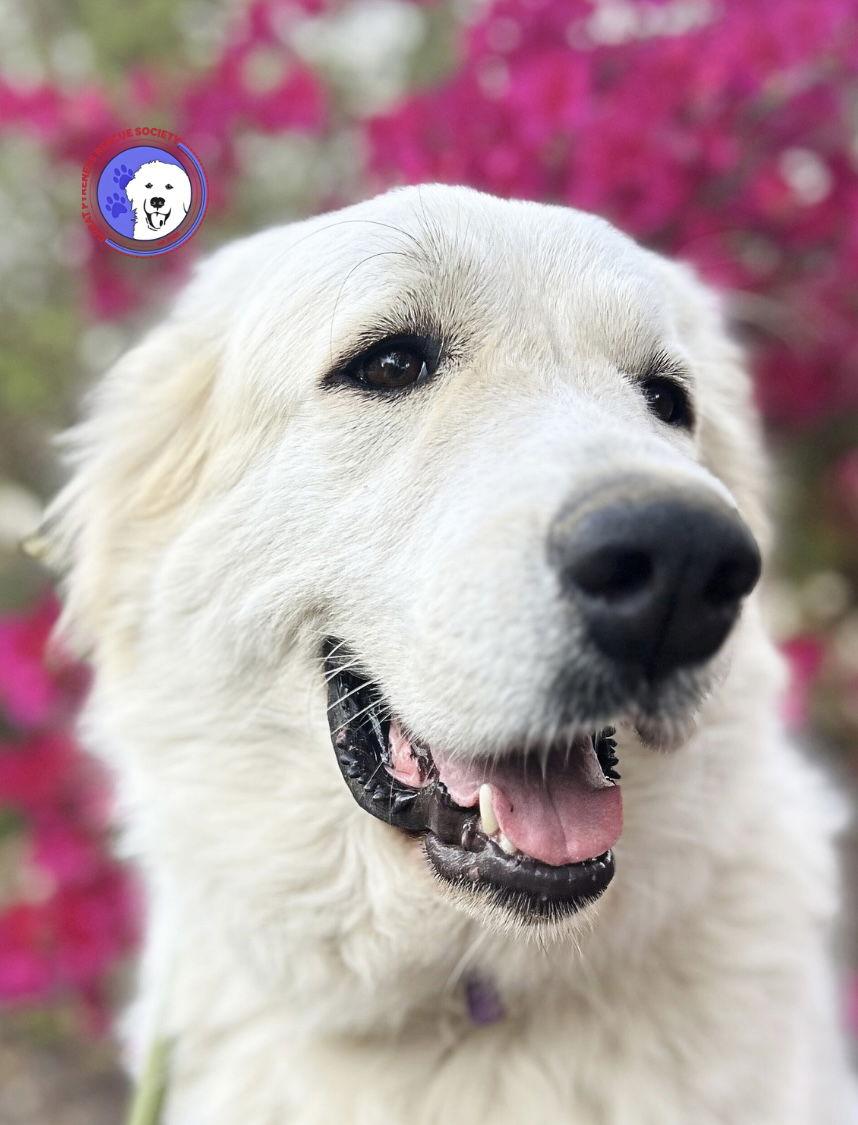 Enlarge Ladie, a Adoptable Great Pyrenees in Madison, WI image 1/6