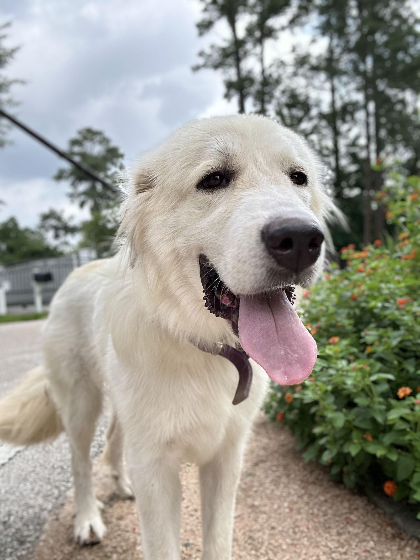 Enlarge Ladie, a Adoptable Great Pyrenees in Madison, WI image 4/6