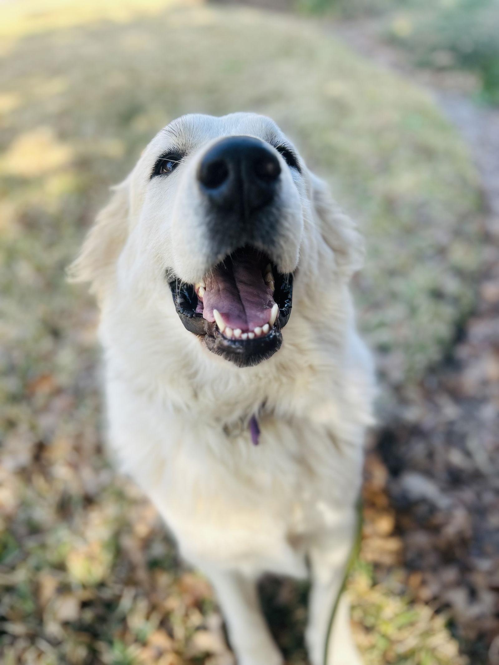 Enlarge Ladie, a Adoptable Great Pyrenees in Madison, WI image 5/6