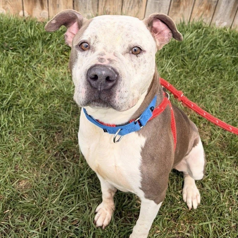 Coleman, ADOPTABLE, Young Male Terrier.