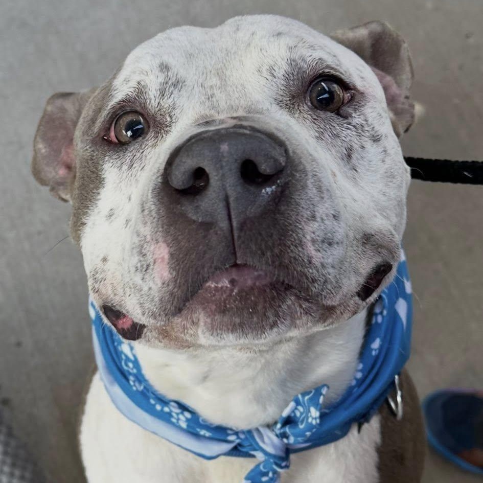 Enlarge Coleman, a ADOPTABLE Terrier in North Syracuse, NY image 4/4