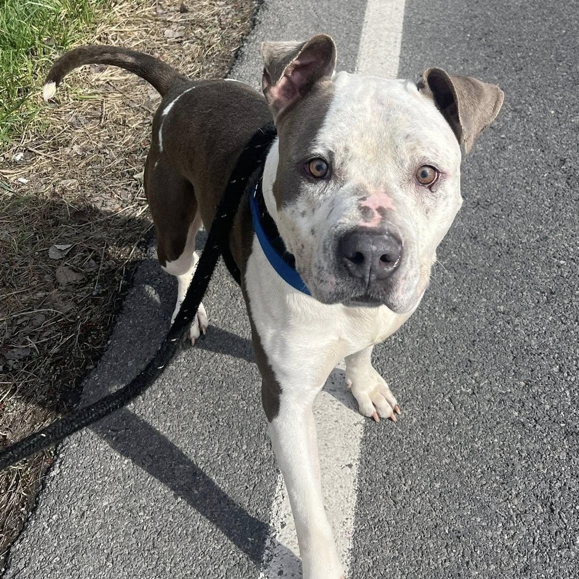 Enlarge Coleman, a ADOPTABLE Terrier in North Syracuse, NY image 3/4