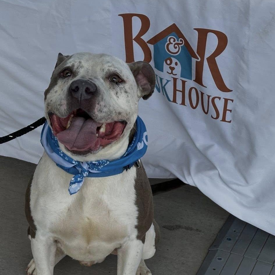 Enlarge Coleman, a ADOPTABLE Terrier in North Syracuse, NY image 2/4