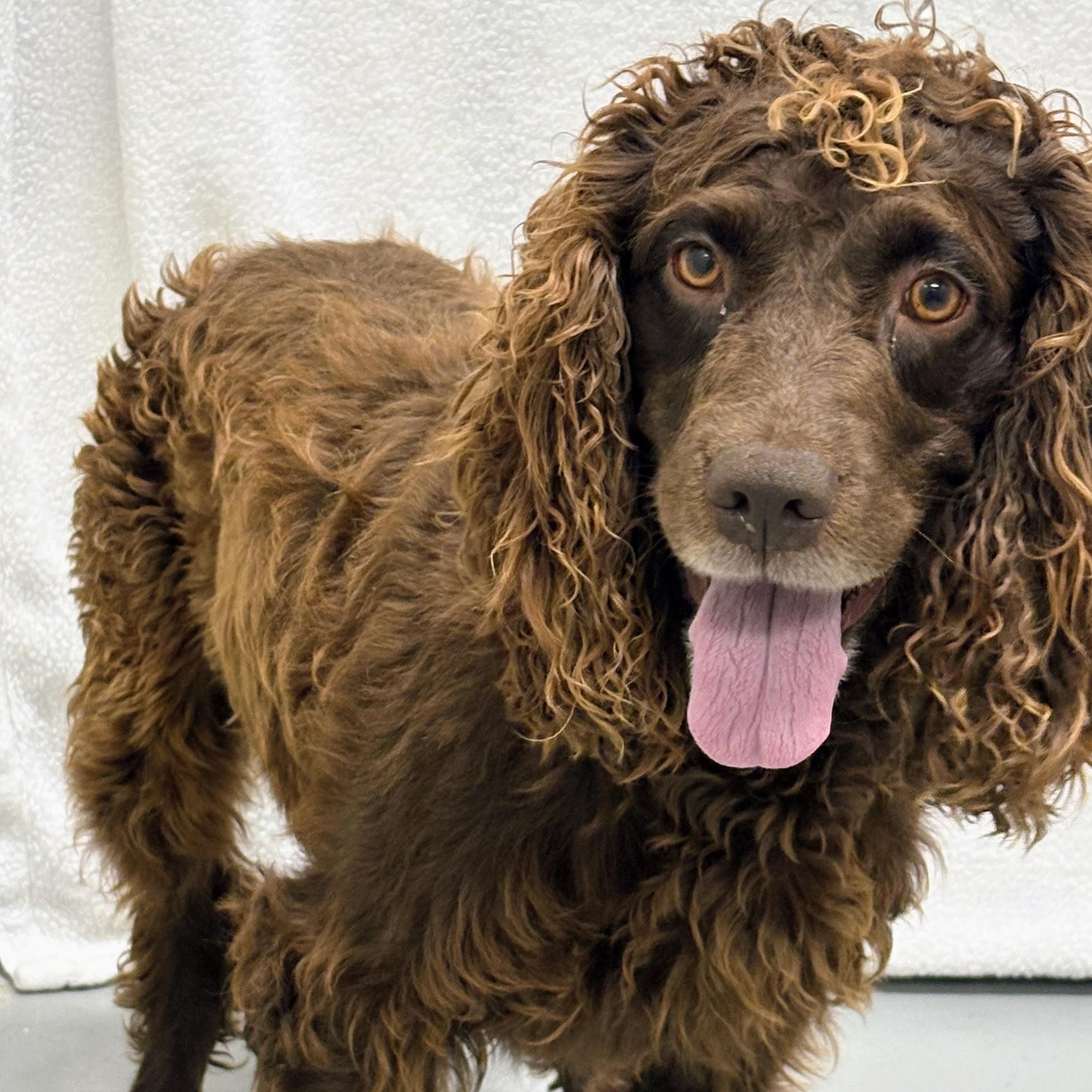 Rusty, an adopted Boykin Spaniel in Aurora, NE image 2/4
