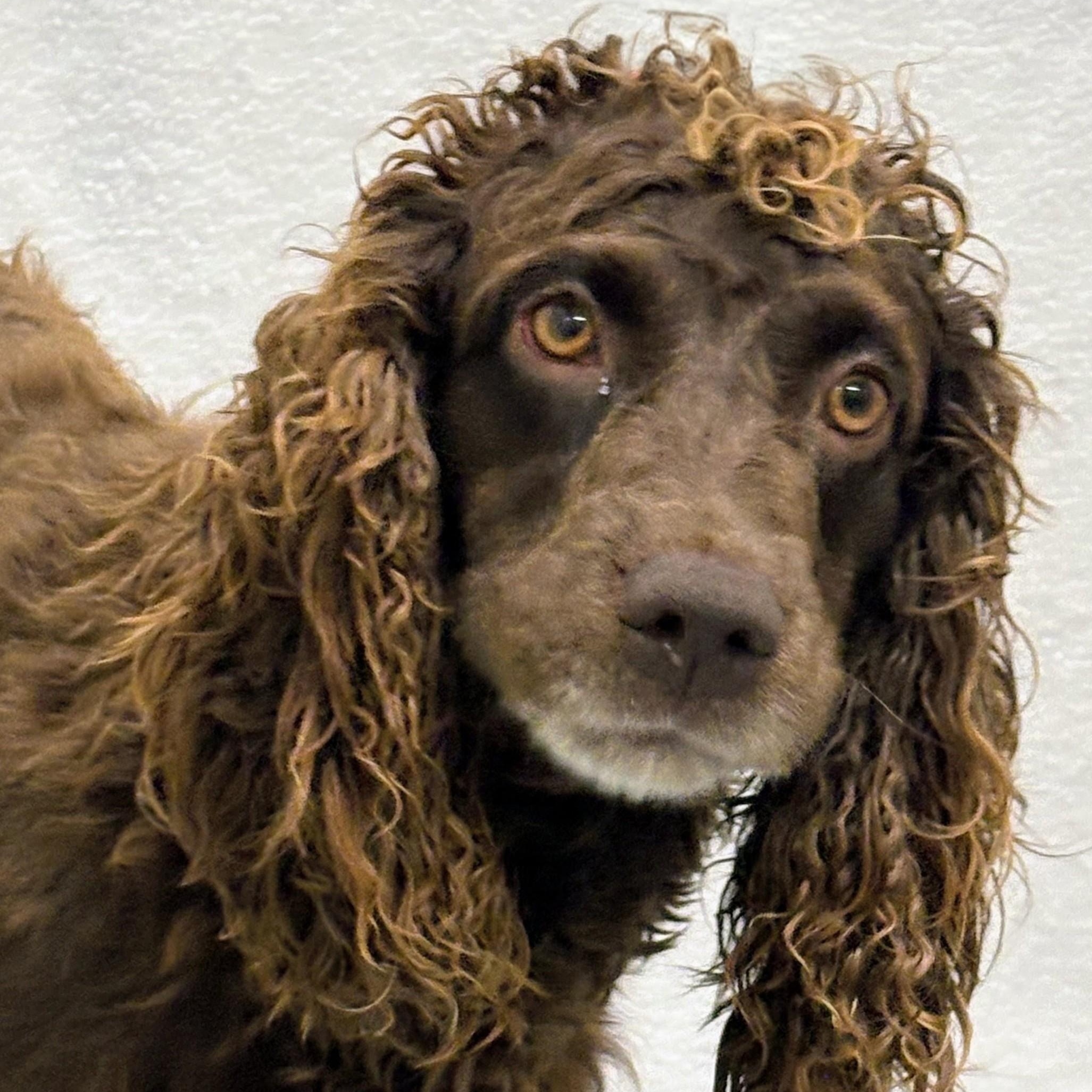 Rusty, an adopted Boykin Spaniel in Aurora, NE image 3/4