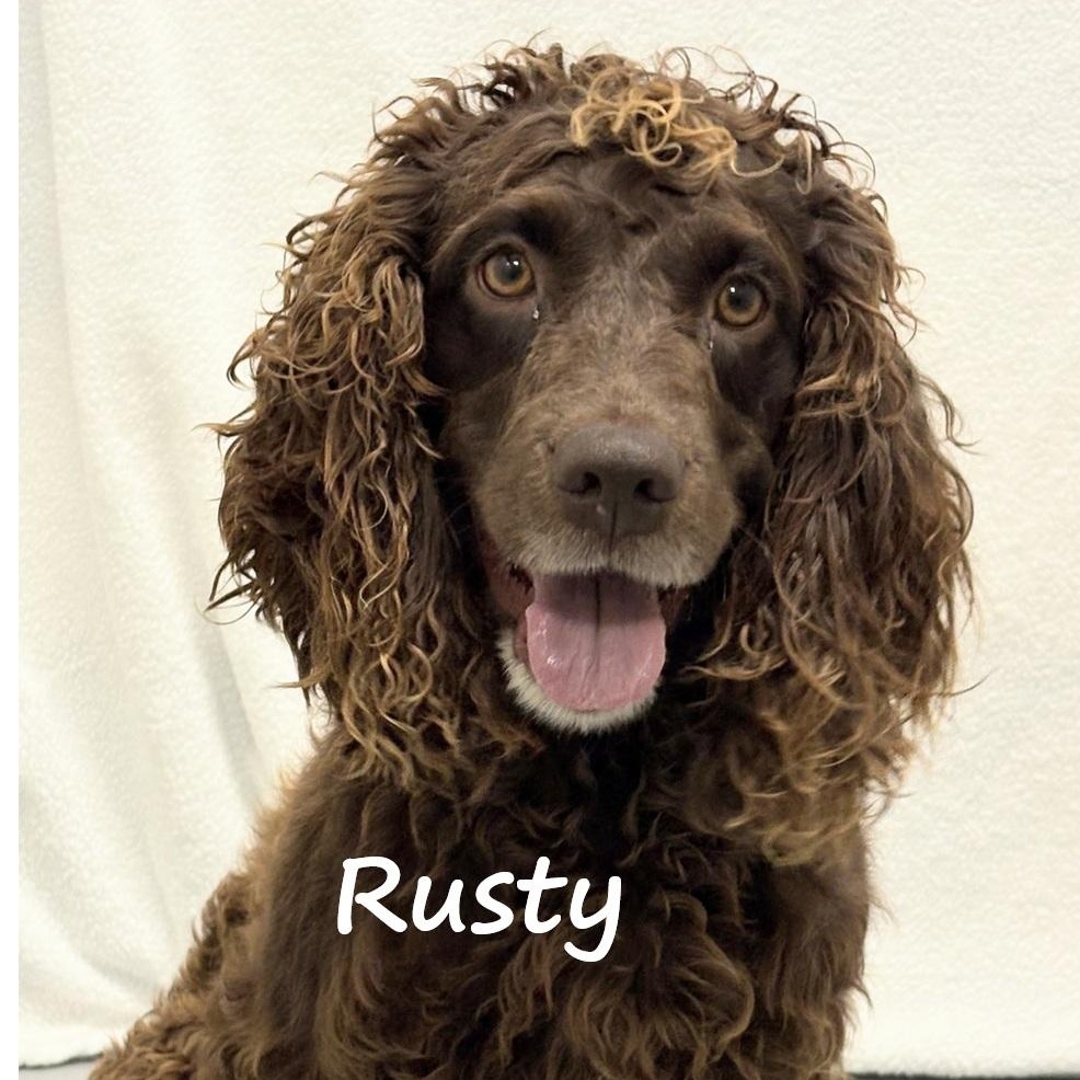 Rusty, an adopted Boykin Spaniel in Aurora, NE image 1/4