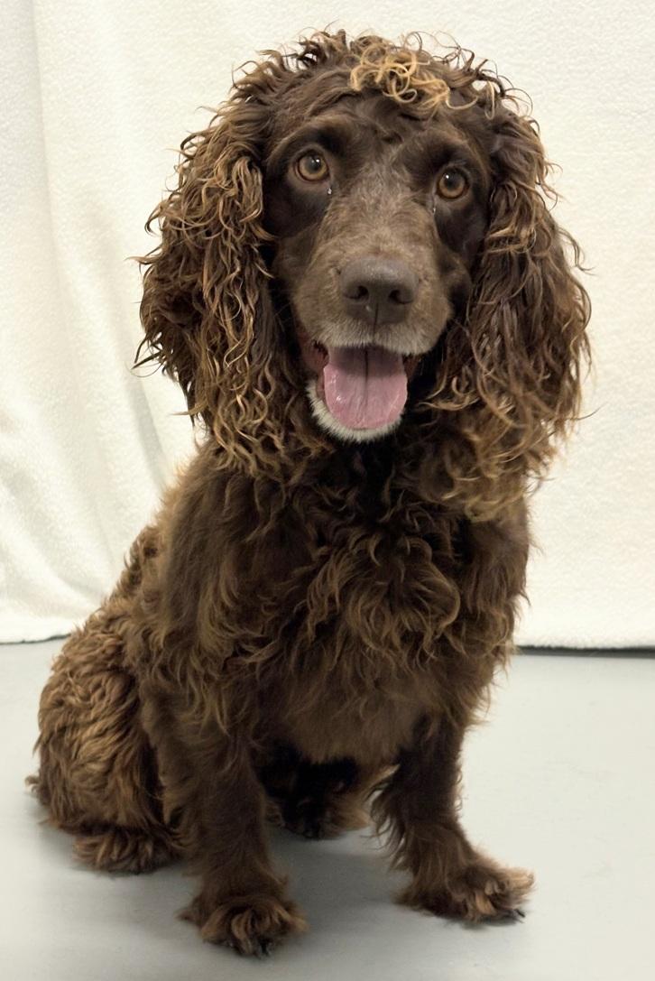 Rusty, an adopted Boykin Spaniel in Aurora, NE image 4/4