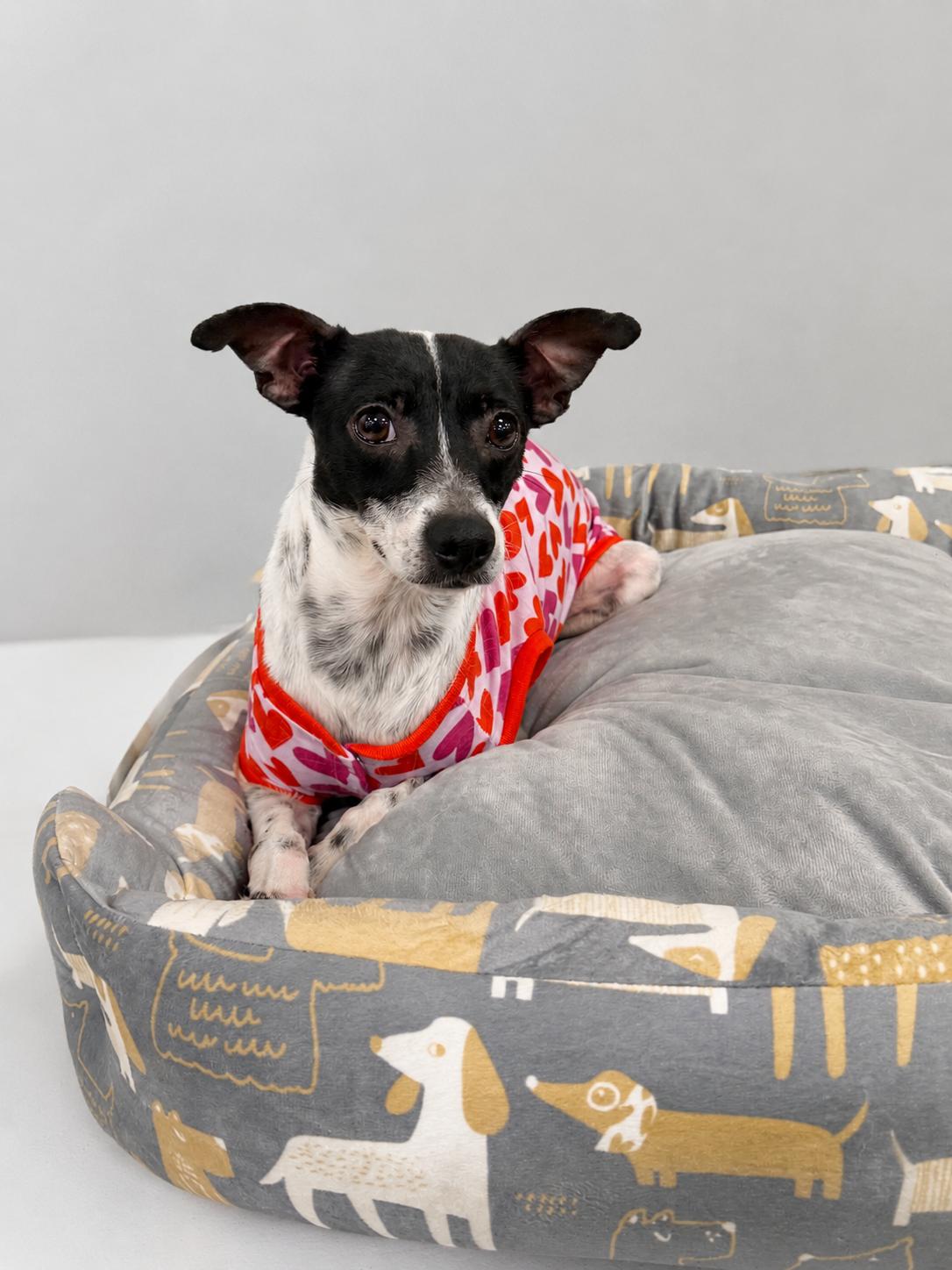 Patti, Adoptable, Adult Female Rat Terrier & Terrier.