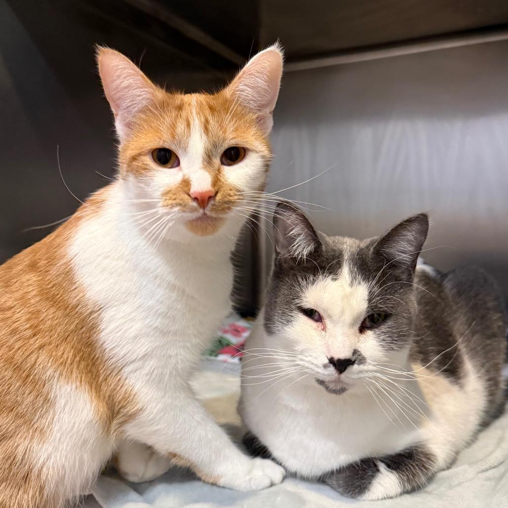 Enlarge (BONDED PAIR) Milo and Ariel, a ADOPTABLE Domestic Short Hair in Fenton, MI image 1/1