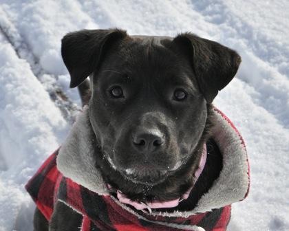 Frida, Adoptable, Young Female Mixed Breed & Mixed Breed.