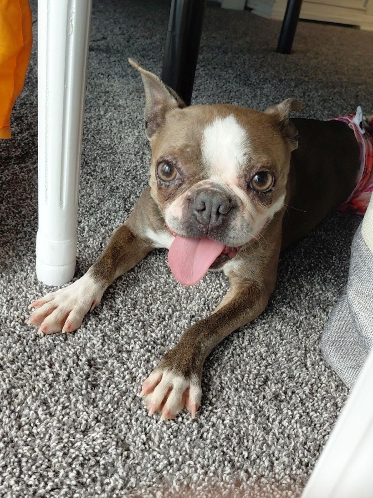 Stella in NE, ADOPTABLE, Adult Female Boston Terrier.