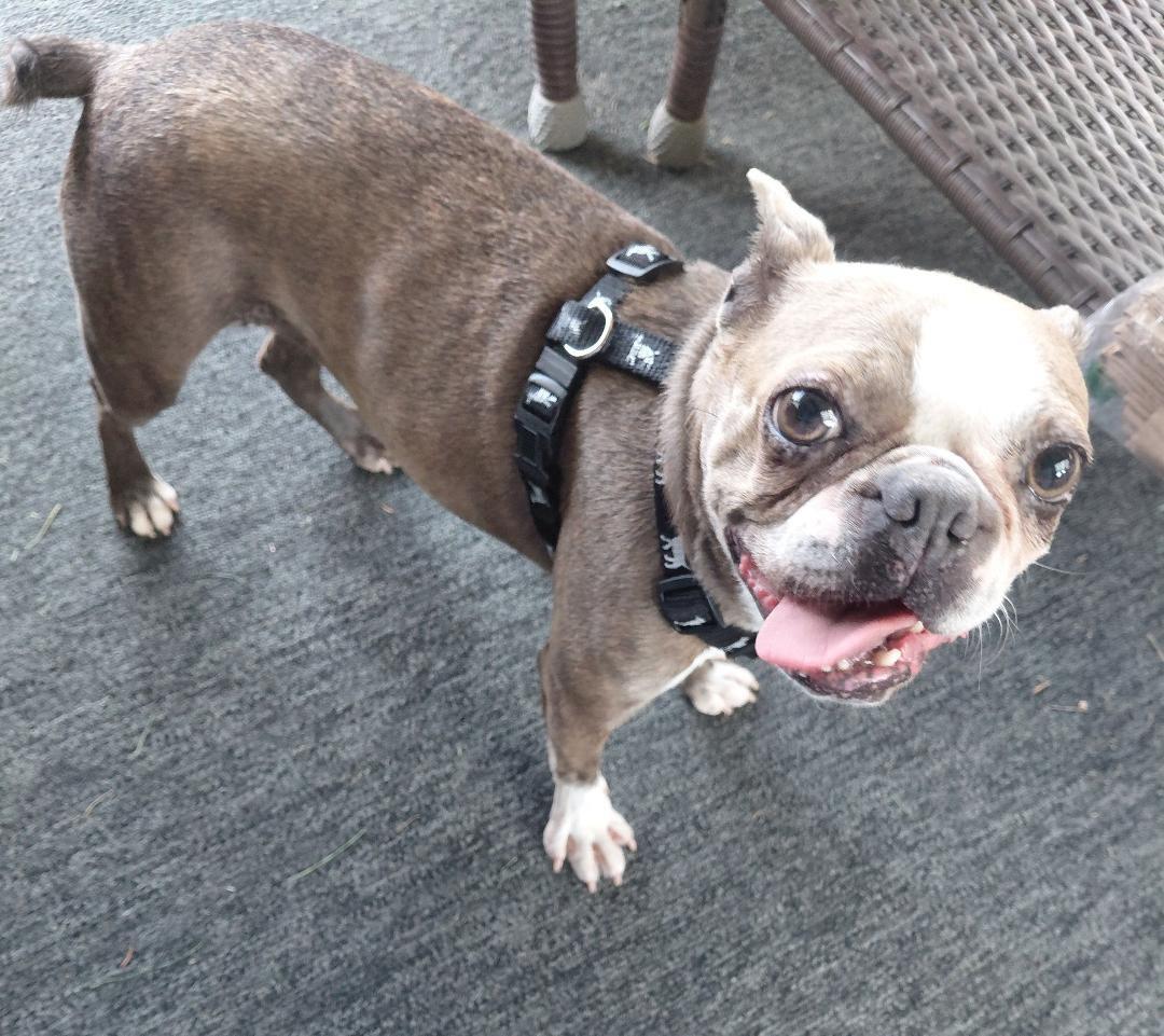 Enlarge Stella in NE, a ADOPTABLE Boston Terrier in Elkhorn, NE image 5/5
