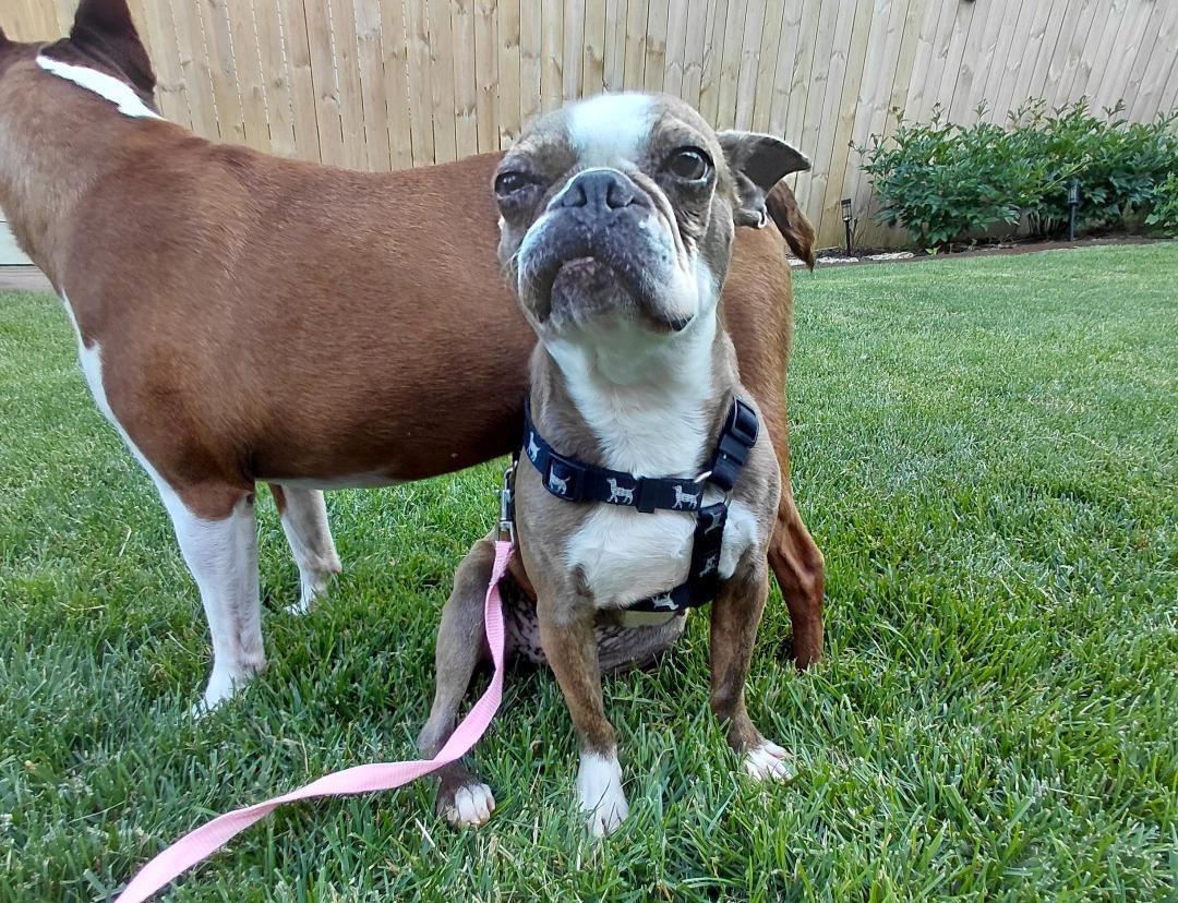 Enlarge Stella in NE, a ADOPTABLE Boston Terrier in Elkhorn, NE image 2/5
