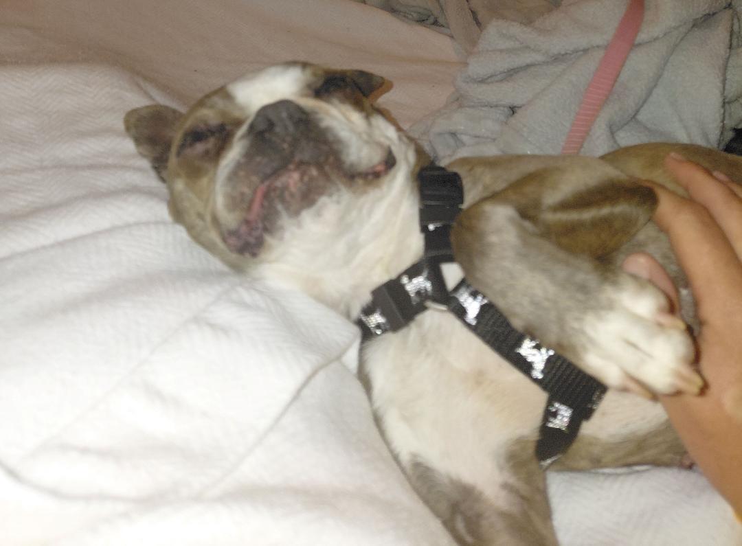 Enlarge Stella in NE, a ADOPTABLE Boston Terrier in Elkhorn, NE image 4/5