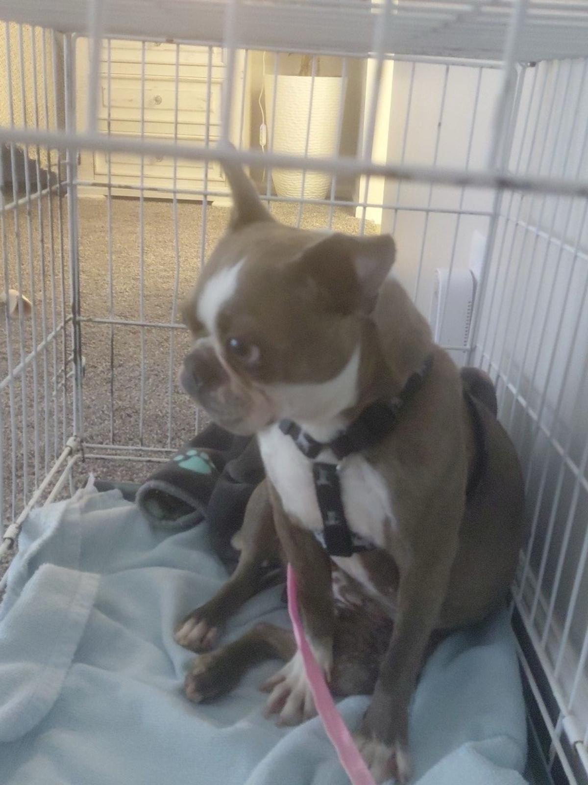 Enlarge Stella in NE, a ADOPTABLE Boston Terrier in Elkhorn, NE image 3/5