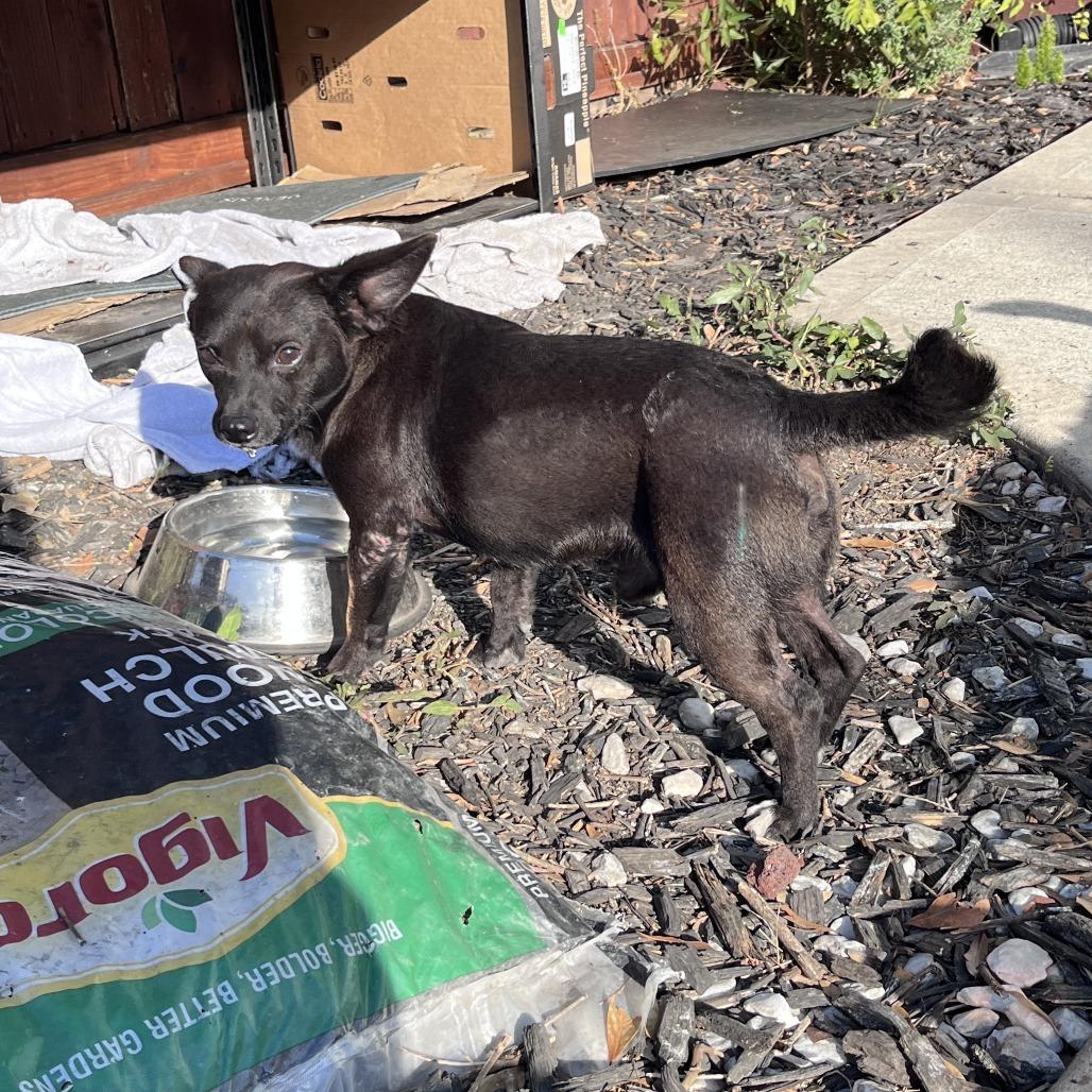 Enlarge Chris, a Adoptable Chihuahua in Katy, TX image 1/1