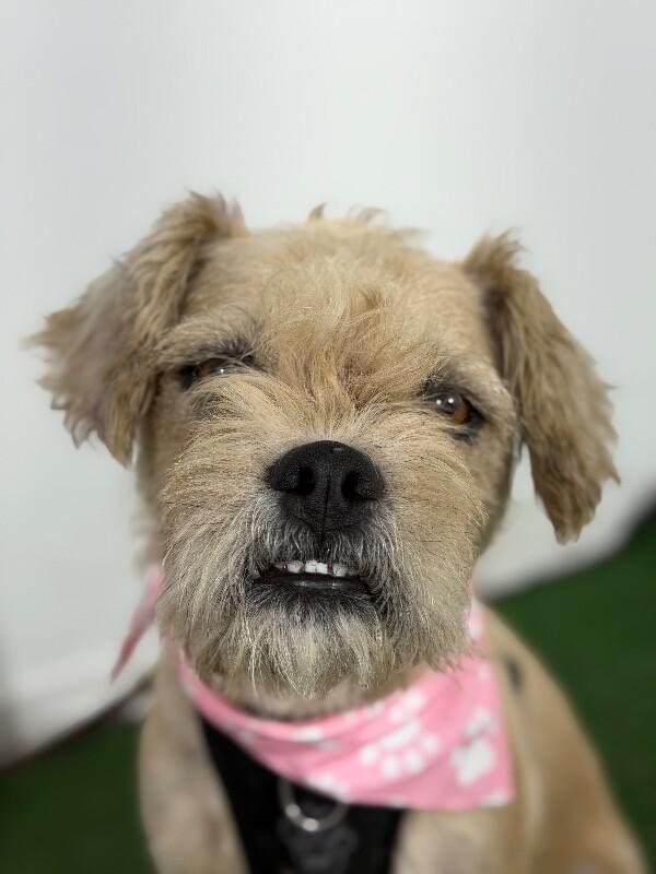 Salvador Dogi-One of our Amazing Rescue Dogs, Adopted, Young Male Border Terrier & Brussels Griffon.