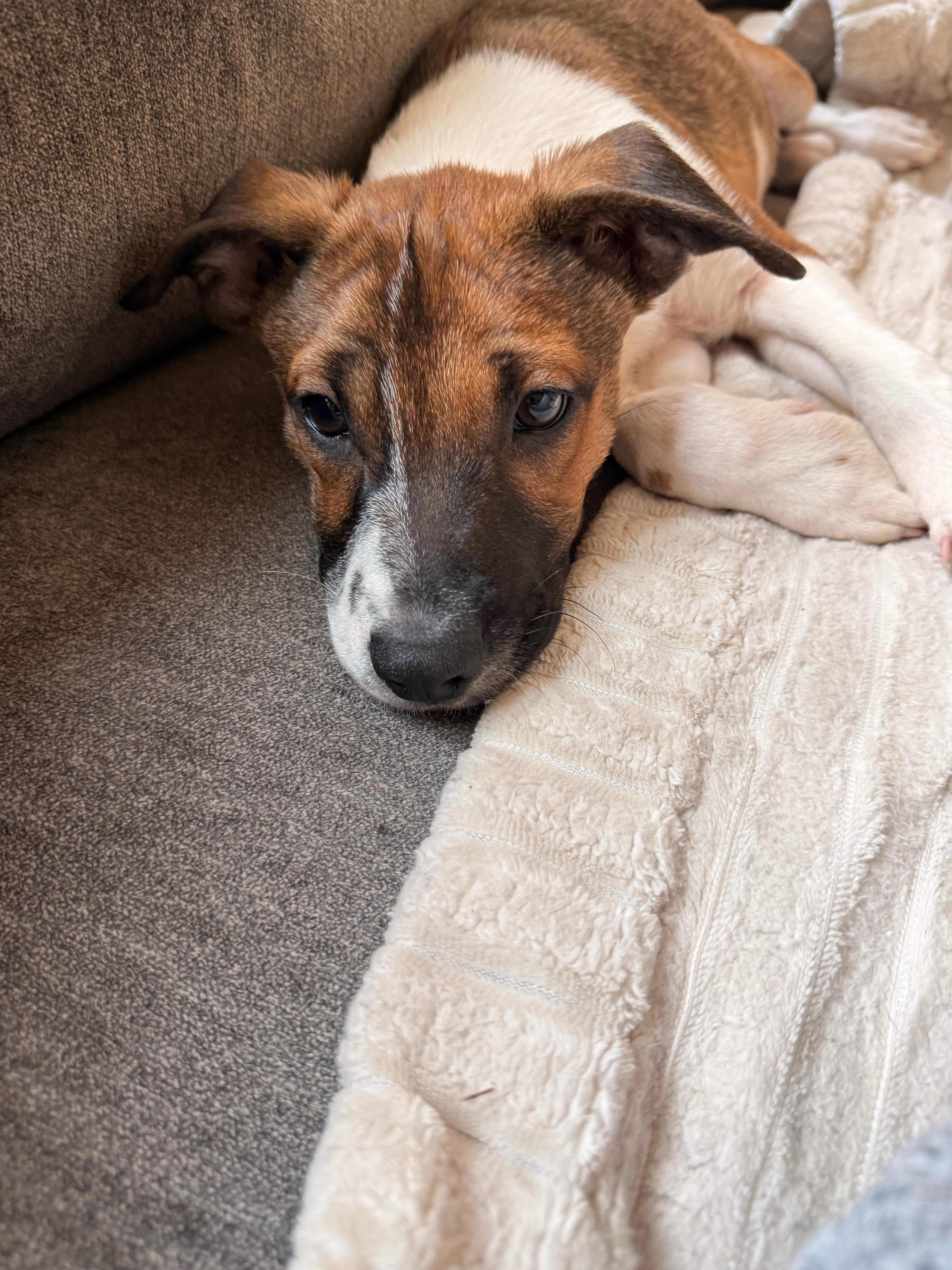 Enlarge Dunkin, a Adoptable mixed breed in West Nyack, NY image 3/3