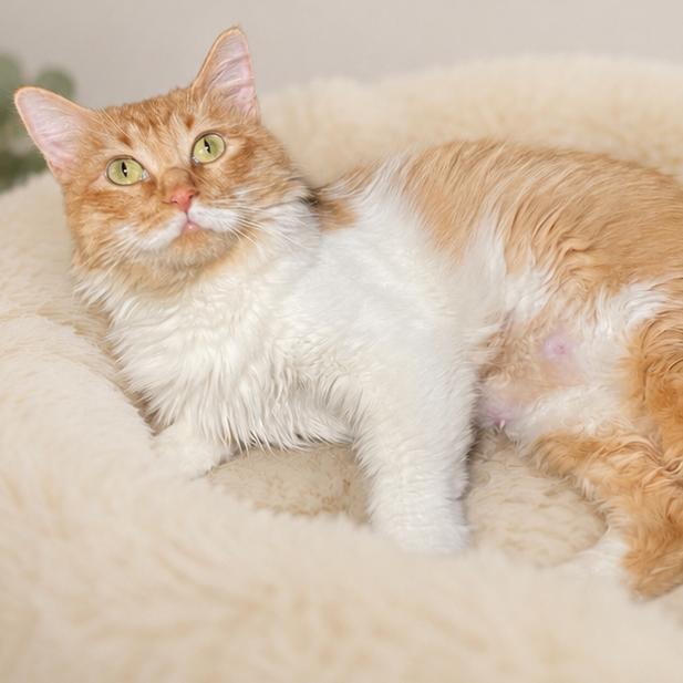 Mama, Adoptable, Adult Female Domestic Medium Hair.