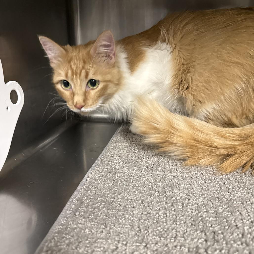 Mama, a Adoptable Domestic Medium Hair in Henderson, NV image 2/3