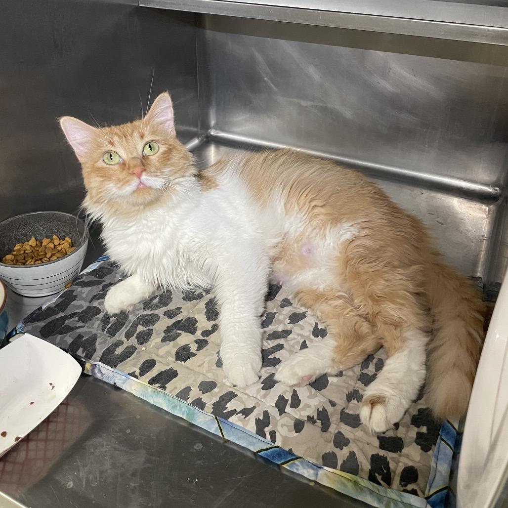 Mama, a Adoptable Domestic Medium Hair in Henderson, NV image 3/3