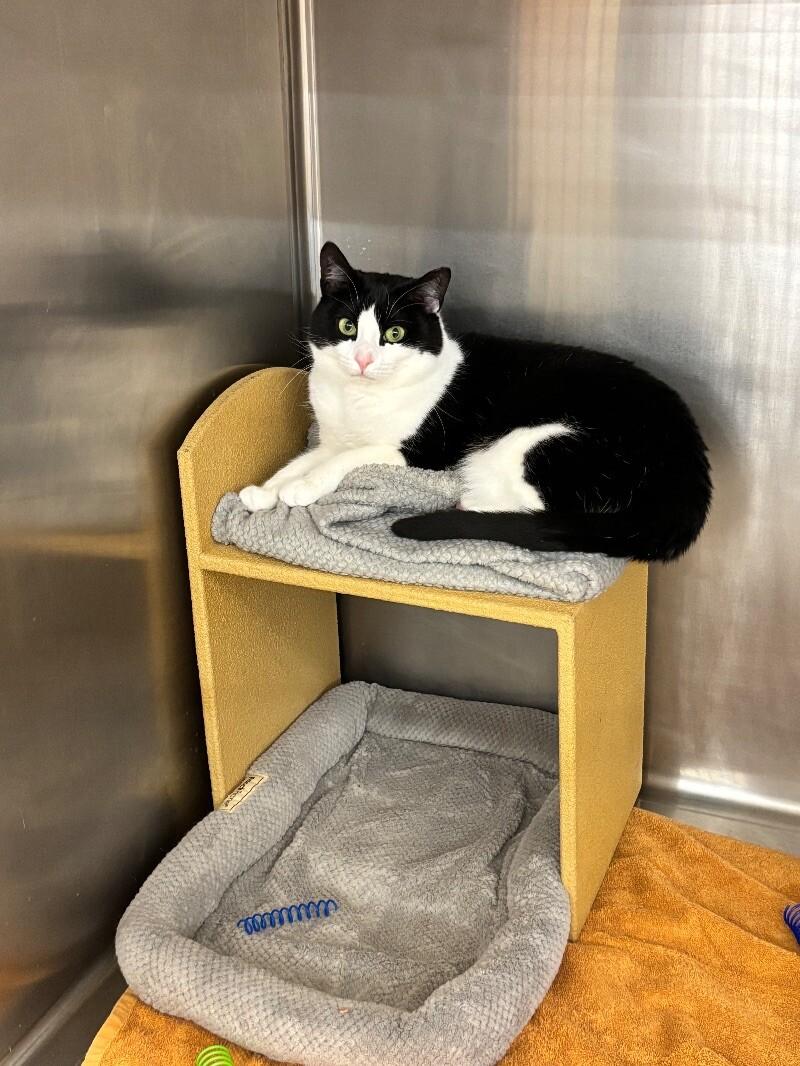 Opey — thumbnail 3