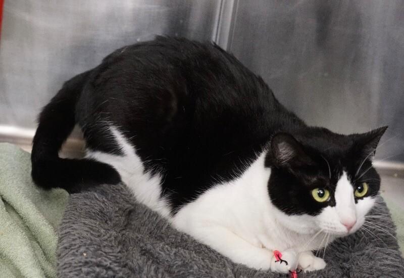 Opey — thumbnail 4