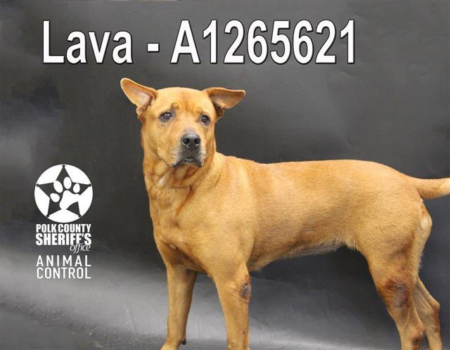 LAVA, Adoptable, Adult Female Labrador Retriever & Mixed Breed.