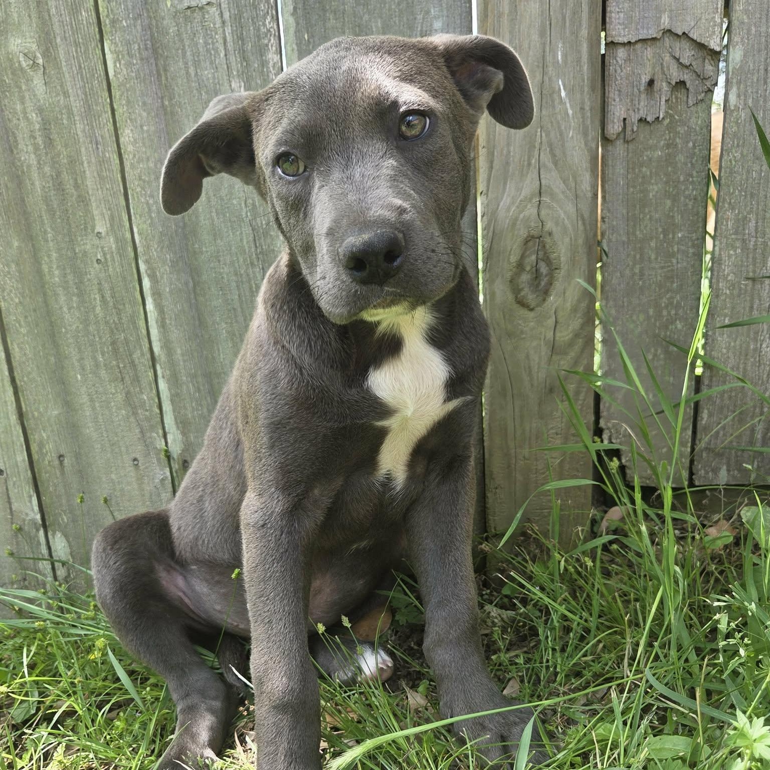 Enlarge Luke, an adopted American Bully in Tyngsboro, MA image 5/6