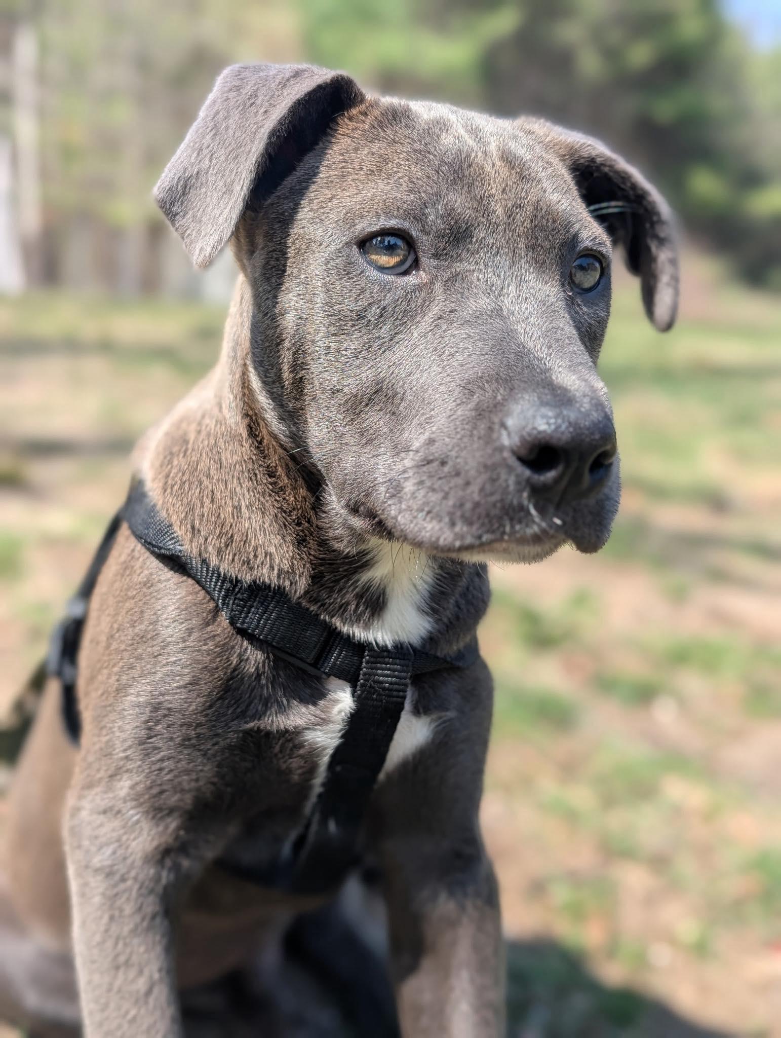 Luke, Adoptable, Puppy Male American Bully.