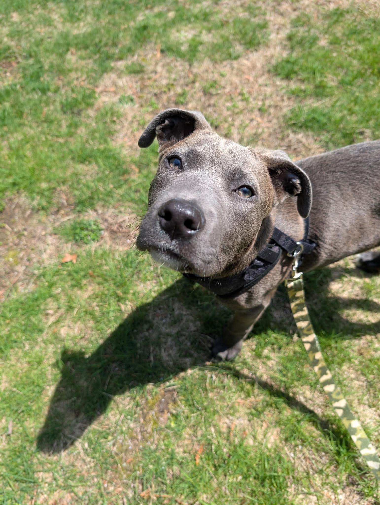 Enlarge Luke, an adopted American Bully in Tyngsboro, MA image 2/6