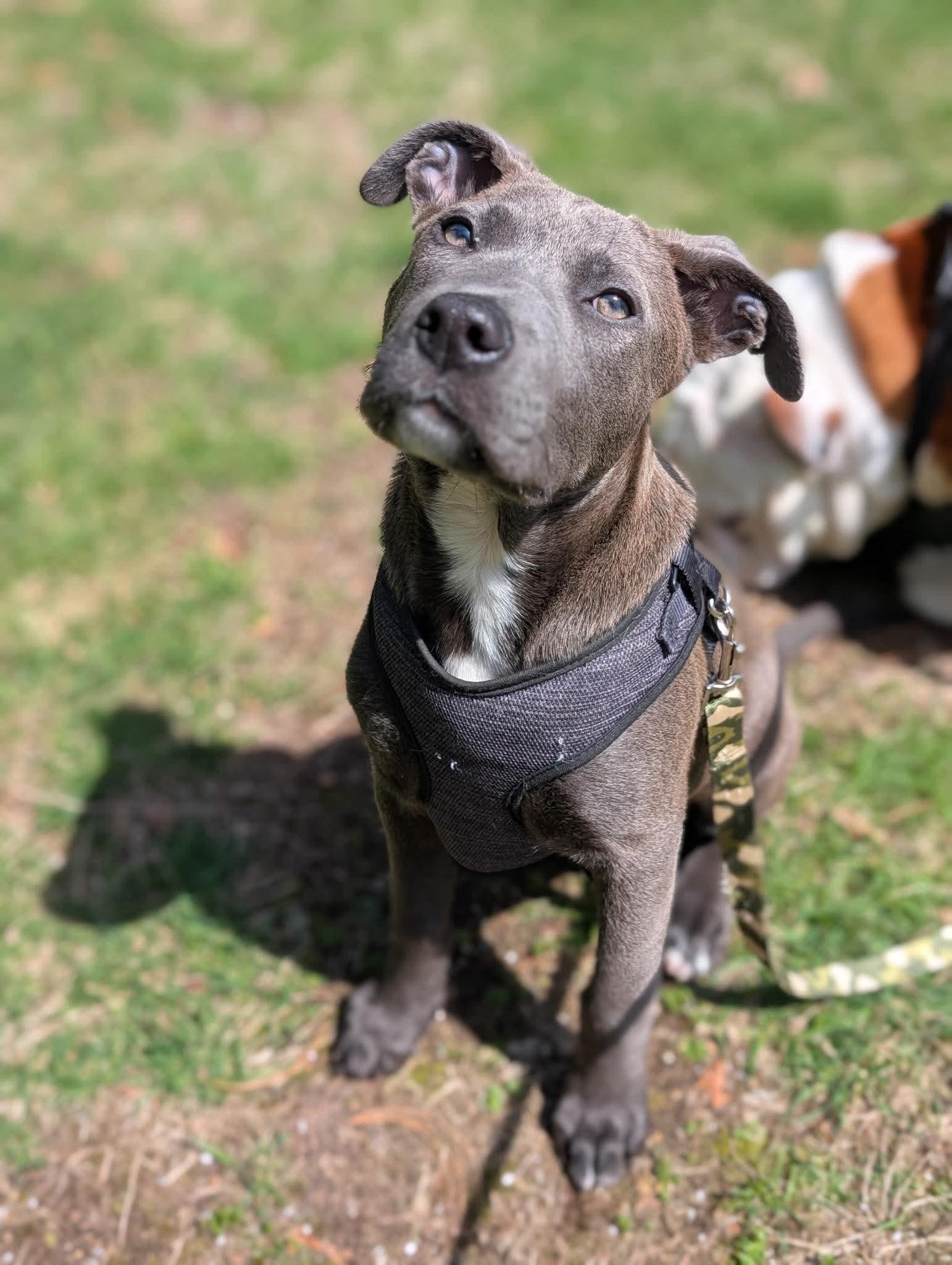 Enlarge Luke, an adopted American Bully in Tyngsboro, MA image 3/6