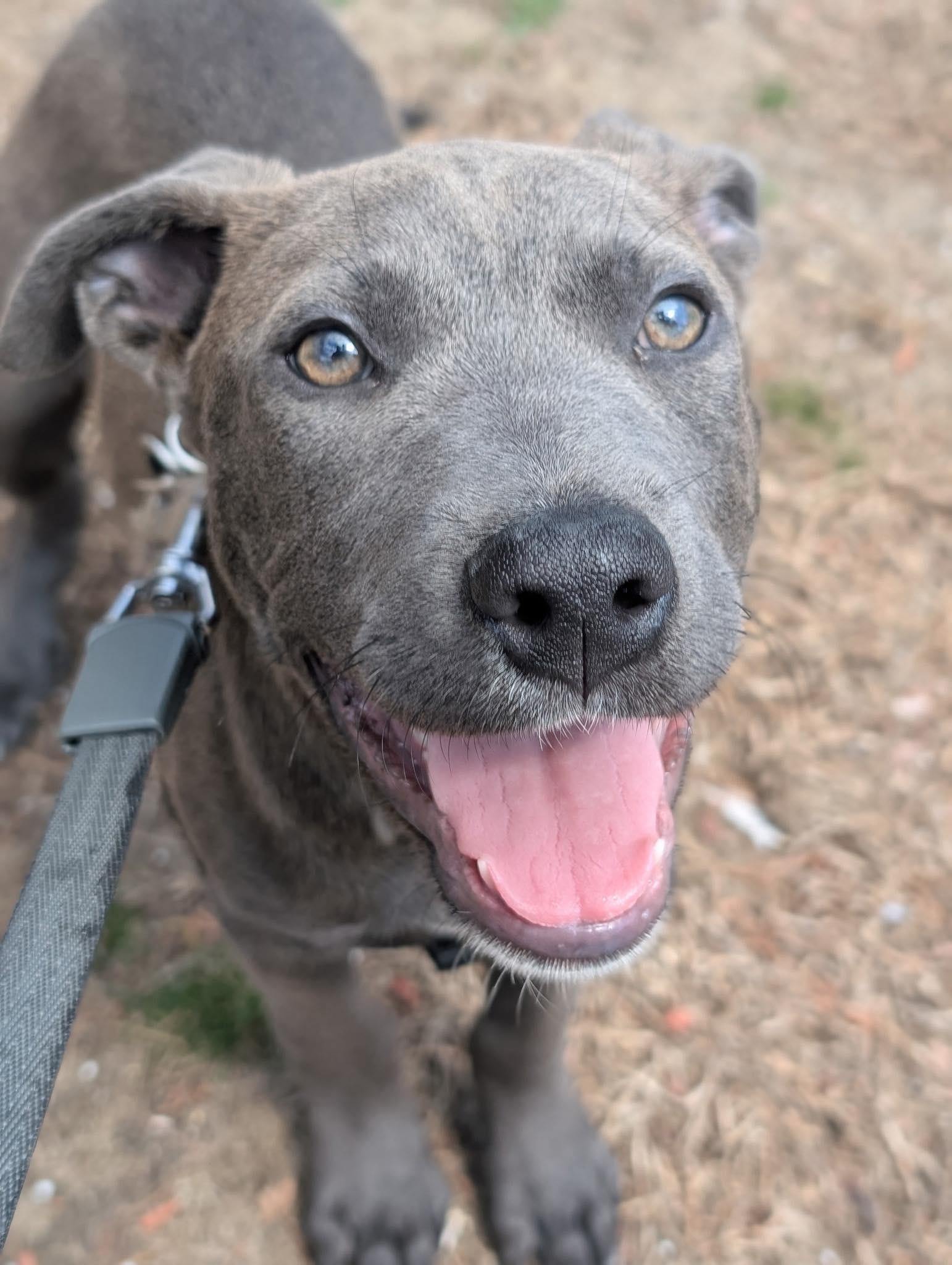 Enlarge Luke, an adopted American Bully in Tyngsboro, MA image 6/6