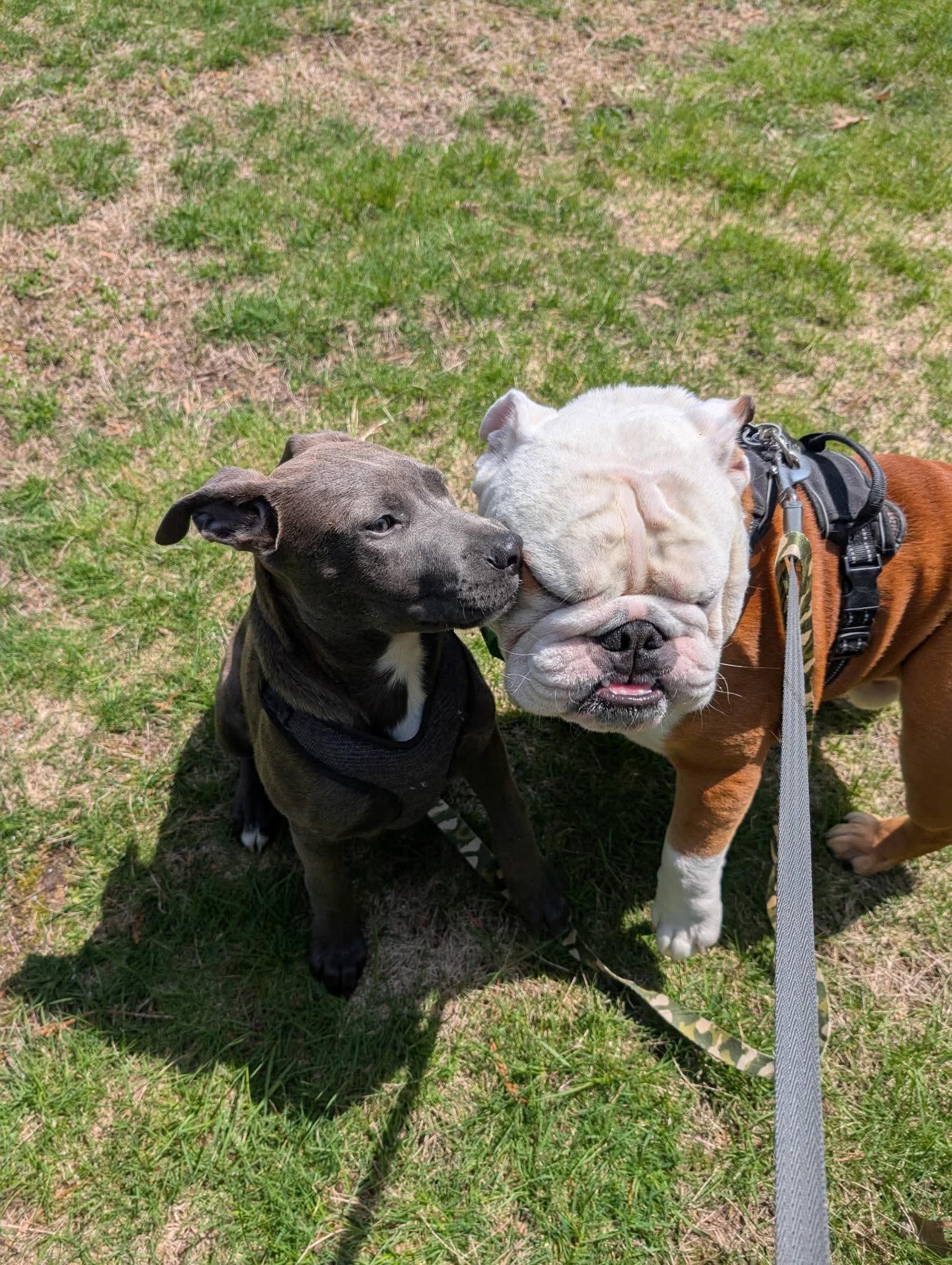 Enlarge Luke, an adopted American Bully in Tyngsboro, MA image 4/6