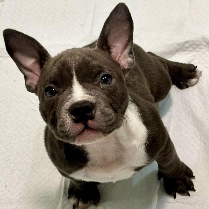 Wednesday, Adoptable, Young Female Mixed Breed.